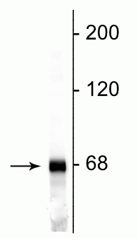 Neurofilament light polypeptide (NF-L), Chicken Polyclonal Antibody